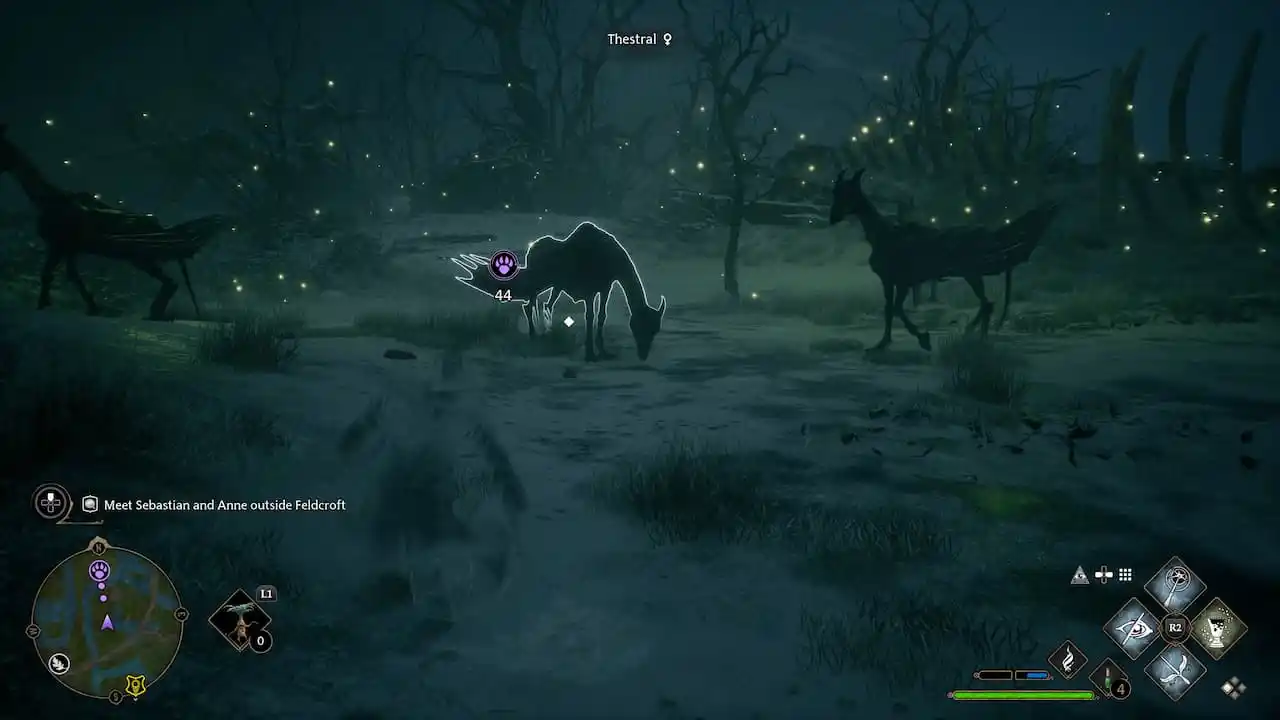 Наследие Хогвартса: как поймать фестрала (мужчина или женщина), объяснение